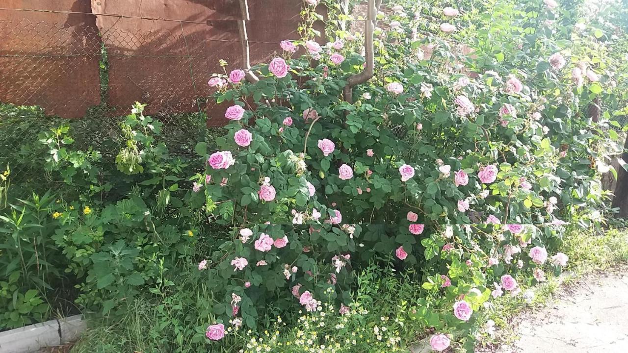 Dacha V Arkadii Ξενοδοχείο Οδησσός Εξωτερικό φωτογραφία